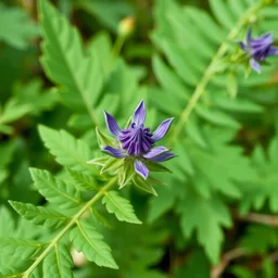 a purple green