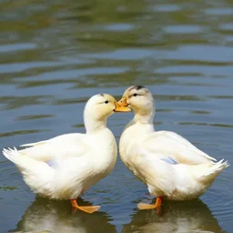 ducks doing cute things