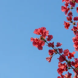 blue red sky flower