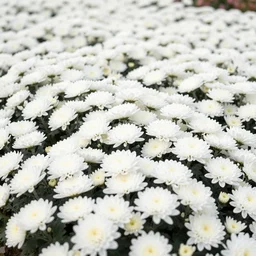 chryselephantine chrysanthemums field