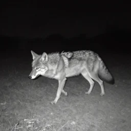 bad quality blurry nightfootage nightcam black and white trailcam footage of native weird distorted human bodySkinwalker transforming into a coyote, low resolution, compressed