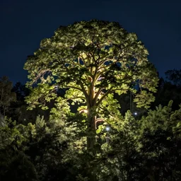 over the forest canopy, one large glowing tree, night time