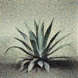 a photograph by Edward Weston of a cape aloe