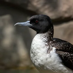 pandion haliaeetus in minneapolis zoo, photorealistic, closeup photo