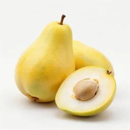 samara fruit