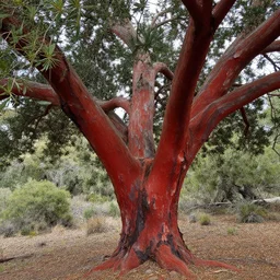 A large Manzanita tree in a chaparral environment in California, peeling red bark, beautiful photography, National Geographic, iNaturalist