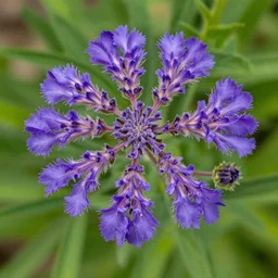 lacy phacelia