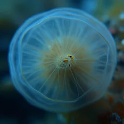 underwater macro photography, abstract photography