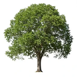 magiceye stereogram of a tree