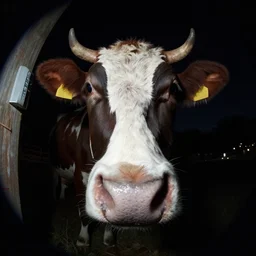 ultra - realistic close - up of creepy cow at night, fish - eye - lense, disturbing horror photo, doorbell camera footage