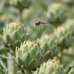 a 1 meter long dragonfly flying over a row of artichokes