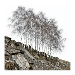 Silver birch trees by chunks of bedrock on the side of a hill, digital art, postcard