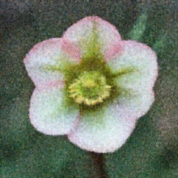 a photograph by Imogen Cunningham of hellebore flower, 100mm lens