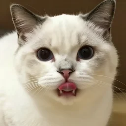 A photograph of a white cat with black fur around her eyes sticking tongue out, looking at camera, warm lighting, cute, playful