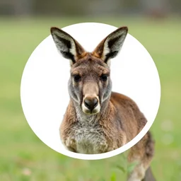 kangaroo tinder profile