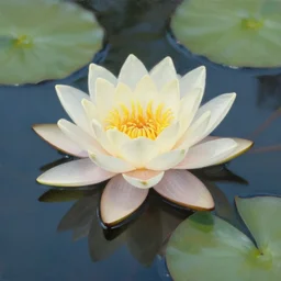 waterlily flower, painting, detailed, magical environment, peaceful, beautiful, artwork, realistic detail, natural lighting, brush strokes, pintrest, behance