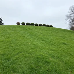 the terrace lined the top of a crest, a perfect lawn sloping shallowly downward on all sides. Not quite steep enough to sled down in the winter, but the kind you'd lie back on and look at stars. A few dozen paces down the far end sat a series of bushes in the mulch, and blah blah blah