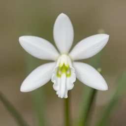 Galanthus nivalis