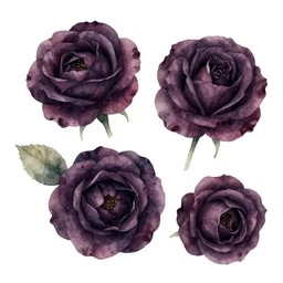 watercolor dark roses