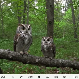 Duo lingo owl trail cam footage