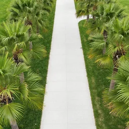 highly aerial photo of walkway with palm trees, by shunji dodo, 8 k resolution, photo, high quality