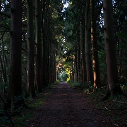 a path in an ancient forest, tall trees, evening light, volumetric light, mysterious