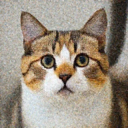 Manx tuxedo Cat with big round features