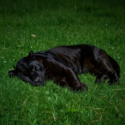 a black panther sleeping on green moonlit grass at night, 4 k, hd, realistic
