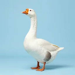 studio photo of a goose in a solid light blue room