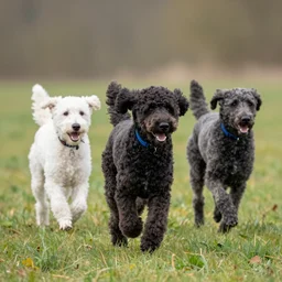 poodles running through a field, mikko lagerstedt