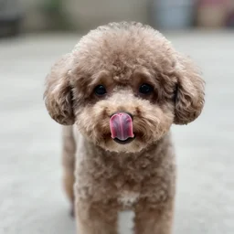 teacup poodle licking its nose