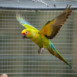 parrot from the species amazona aestiva flying from a cage