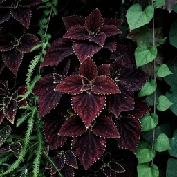 goth garden gorgeous dark plants pretty, coleus, sweet potato vine