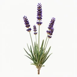 a lavender plant, 3 d rendered, art nouveau style, ultra realistic, masked transparent flat background, popular on sketchfab, pixelsquid, 8 k, volumetric lighting, trending on artstation, octane render, ultra detailed, hyperrealistic, by alphonse mucha