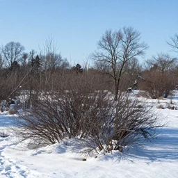 a winter landscape with shrubs and trees on a clear day, imax