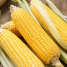 photo of corn