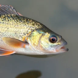 an occludedd barely visible tench