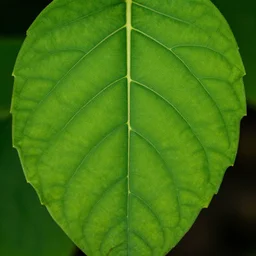 macro photo of leaves with prominent veins