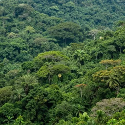 a landscape photo of a chaotic jungle where several different biomes and climates merge together