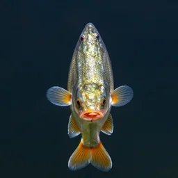 front - facing view of a fish, front facing view,