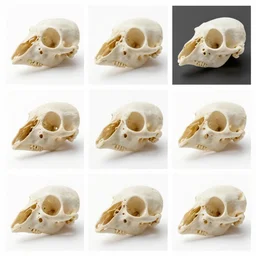 montage of style sheets, bird head of bones, macro photograph by naturalist museum