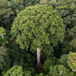 aerial photo of the tallest tree in the world