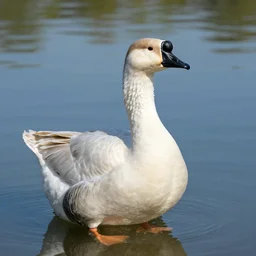 morbidly obese goose on a lake