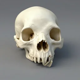 the skull of a bird looking monster