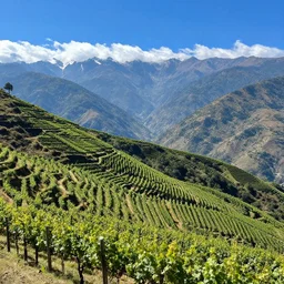 nepalese mountain range as a grape vineyard