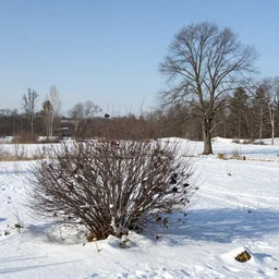 a winter landscape with shrubs and trees on a clear day, in byzantine style