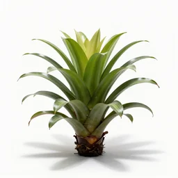 regal bromeliad, high detail photograph, full body, isolated on a pure white background, centered, entire subject in frame, sharp focus, soft studio lighting