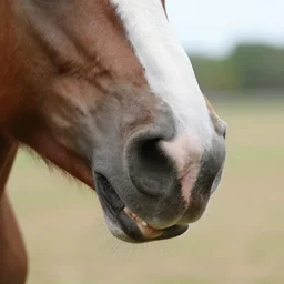 inmate inside a horse mouth