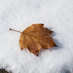 leaf on the snow