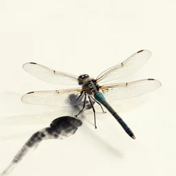 zen dragonfly, calligraphy ink